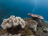 Coral Bounty Gili Air  Divers - Gili Meno Divers Gili Trawangan Lombok Bali Indonesia